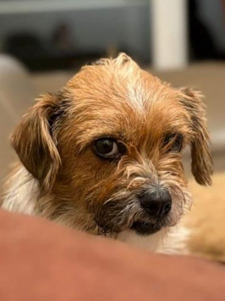 Lina sucht ihr Zuhause