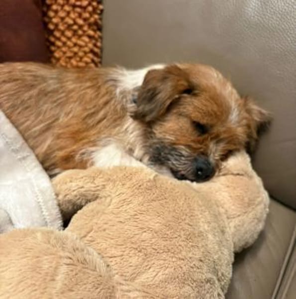 Lina sucht ihr Zuhause