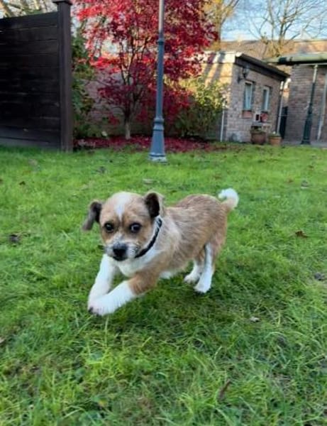 Lina sucht ihr Zuhause