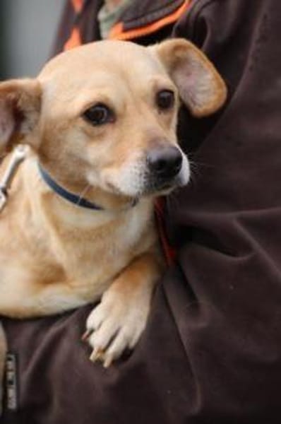 Kiani - verschmust u. sehr lieb