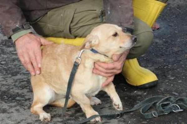 Kiani - verschmust u. sehr lieb