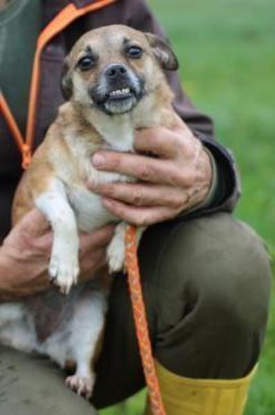 Lina - verschmuste, liebe Hündin