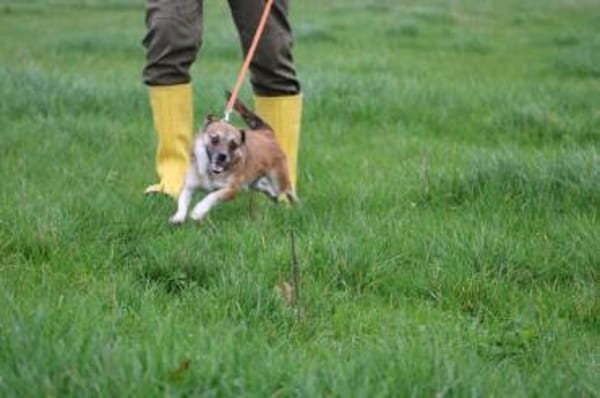 Lina - verschmuste, liebe Hündin