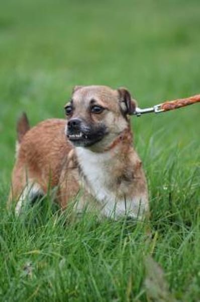 Lina - verschmuste, liebe Hündin