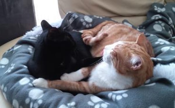 Simba und Coco in /bei FFM ALO)