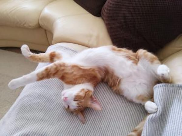 Simba und Coco in /bei FFM ALO)