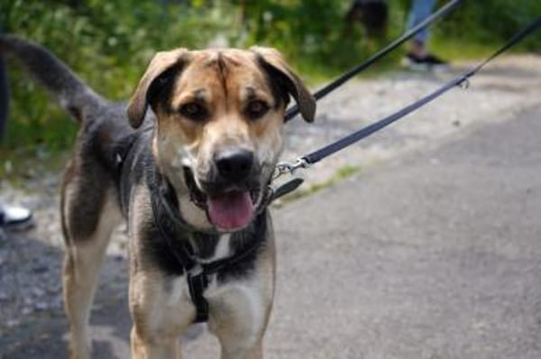 Mara - Zuhause gesucht