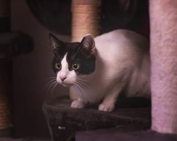 Pia sucht Kuschelplatz