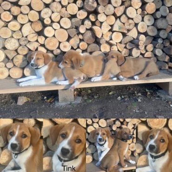 Tink - einfach bezaubernd