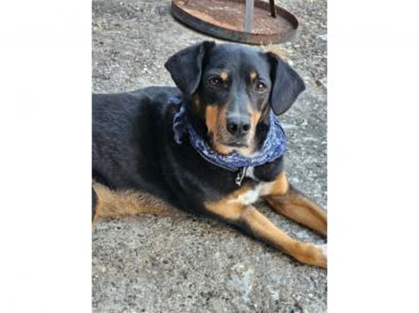 Leon  wartet in 56355 Endlichhofen