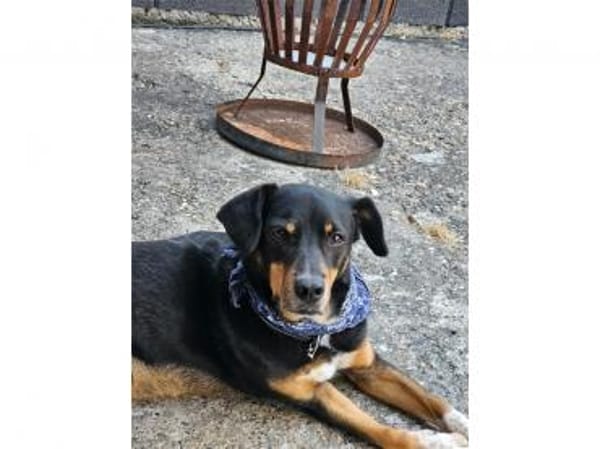 Leon  wartet in 56355 Endlichhofen