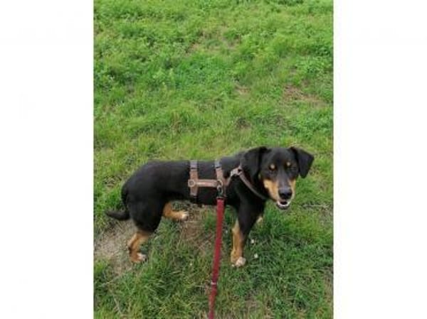 Leon  wartet in 56355 Endlichhofen