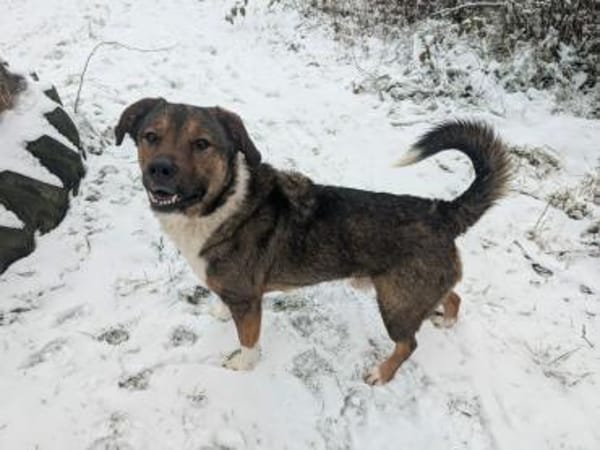 Sharo, dein neuer bester Freund