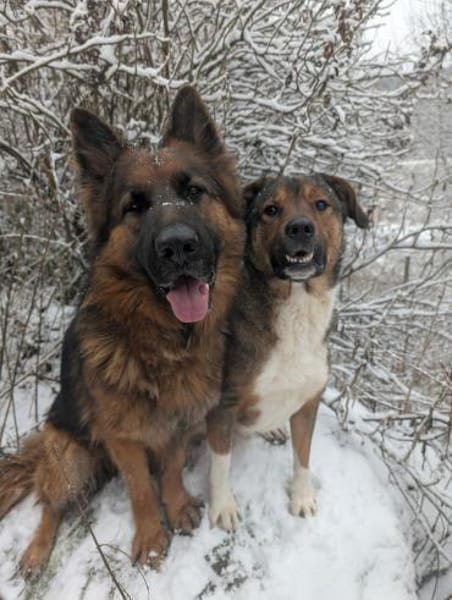 Sharo, dein neuer bester Freund