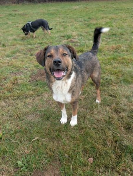 Sharo, dein neuer bester Freund