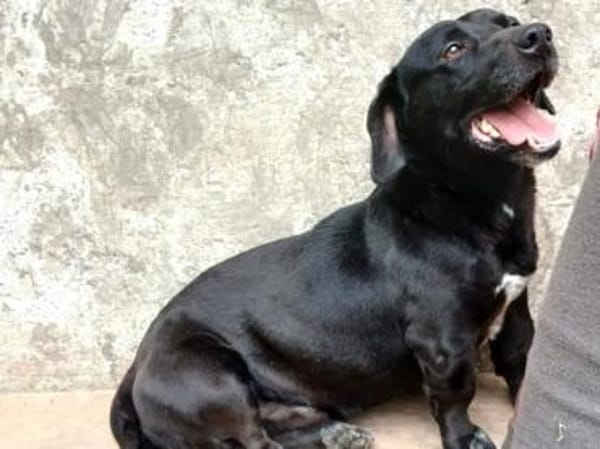 Tapi sucht seine Herzensmenschen