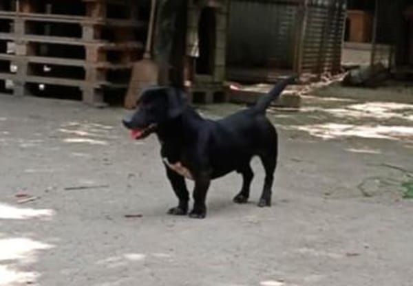 Tapi sucht seine Herzensmenschen