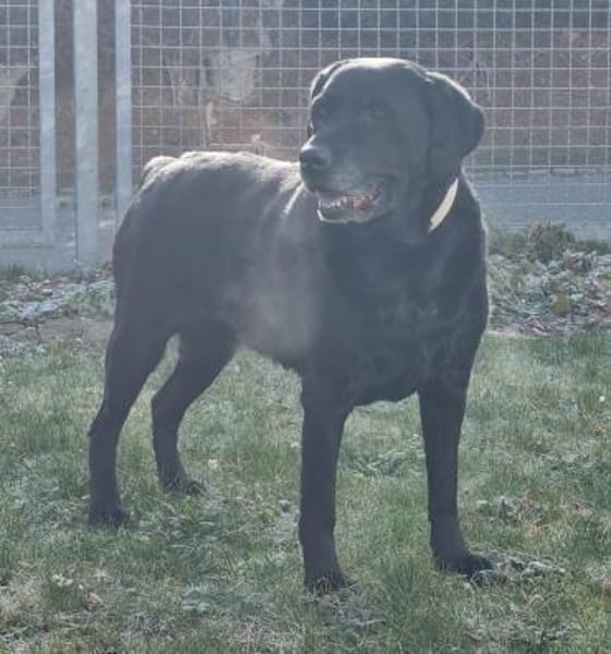 Kira, ein absolutes Goldstück