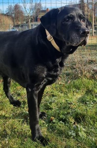 Kira, ein absolutes Goldstück