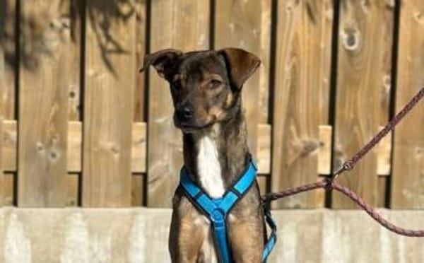 Aktives Zuhause für Tiny Tim gesucht