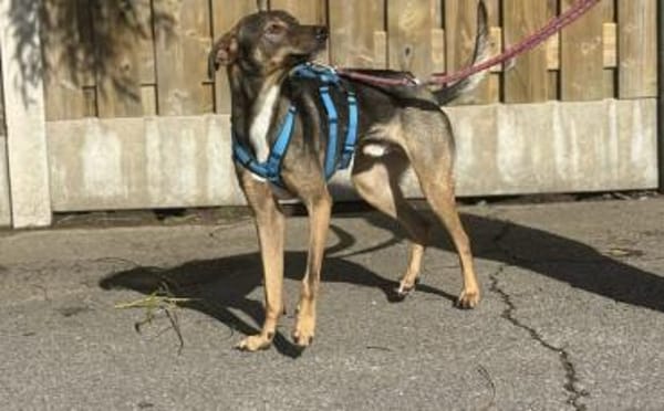 Aktives Zuhause für Tiny Tim gesucht