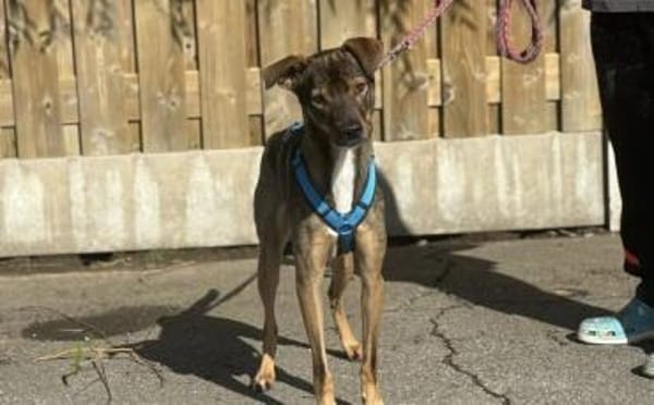 Aktives Zuhause für Tiny Tim gesucht