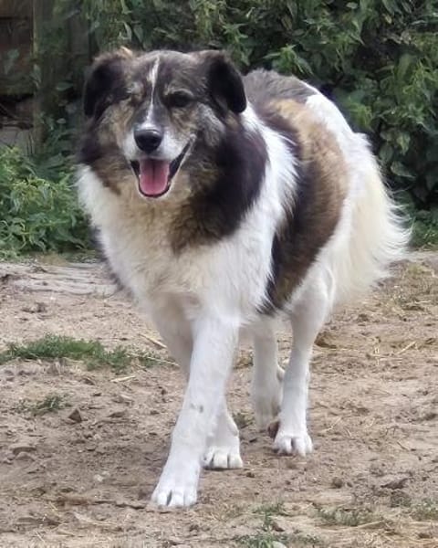 KARLSON - gutmütiger Pirat