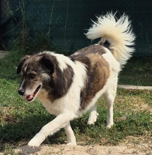 KARLSON - gutmütiger Pirat