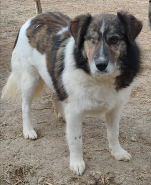 KARLSON - gutmütiger Pirat