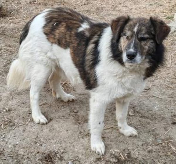 KARLSON - gutmütiger Pirat