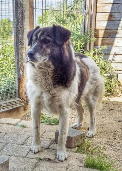 KARLSON - gutmütiger Pirat