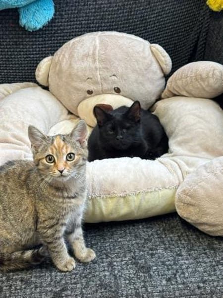 Fee & Toffee suchen Kuschelplatz