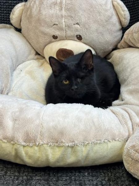 Fee & Toffee suchen Kuschelplatz