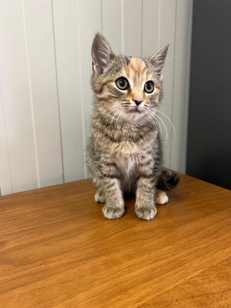 Fee & Toffee suchen Kuschelplatz