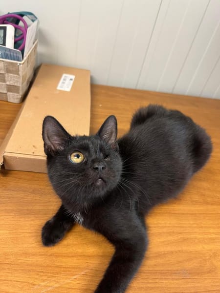 Fee & Toffee suchen Kuschelplatz