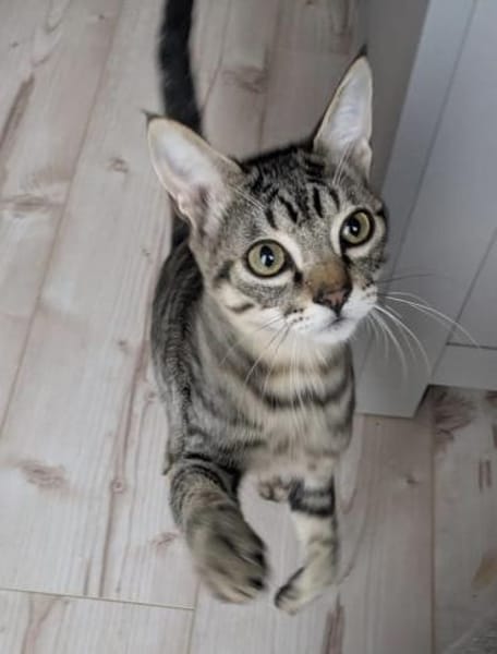 Verschmuster Bandit 😻