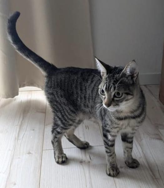 Verschmuster Bandit 😻