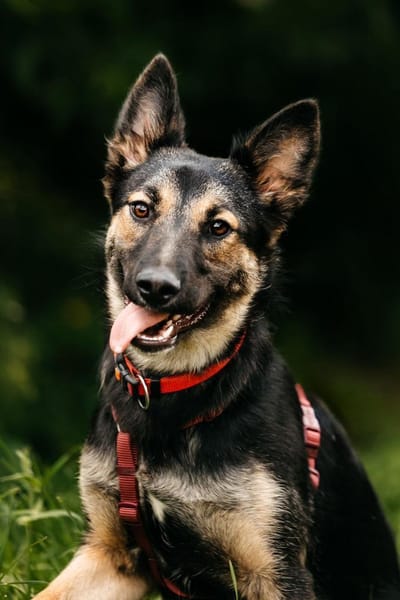 Fröhliche Ajka sucht ihre Familie