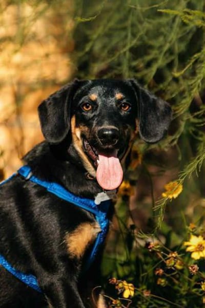 Fröhlicher Ringo sucht perfektes Zuhause