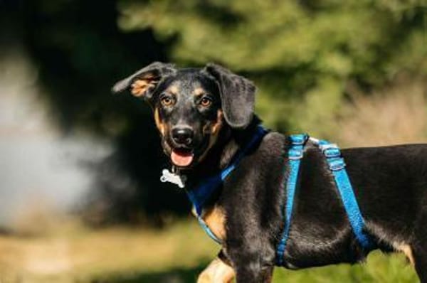 Fröhlicher Ringo sucht perfektes Zuhause