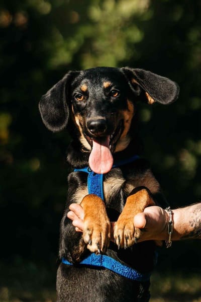 Fröhlicher Ringo sucht perfektes Zuhause