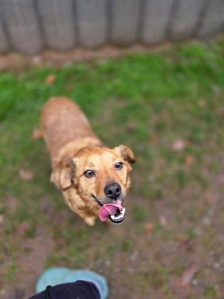 Robby, schüchterner Charmeur sucht seine