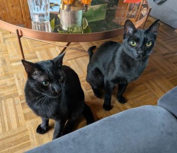 Matteo und Apollo aus dem Tierschutz