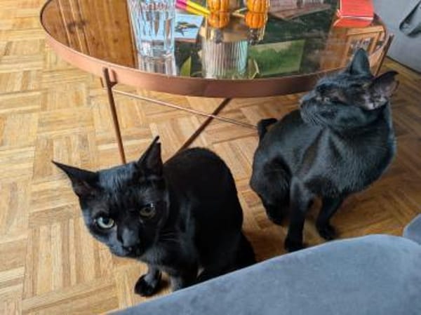 Matteo und Apollo aus dem Tierschutz