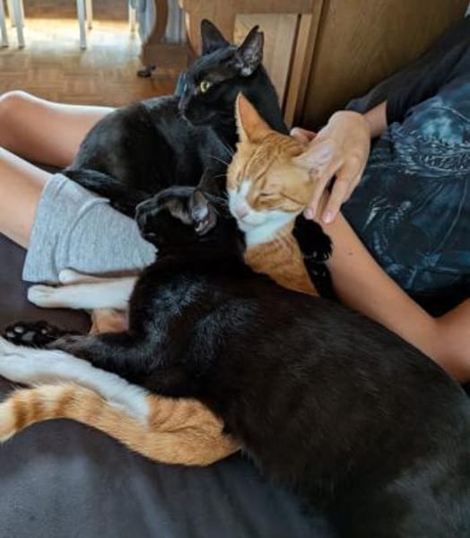 Matteo und Apollo aus dem Tierschutz