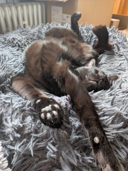 Matteo und Apollo aus dem Tierschutz