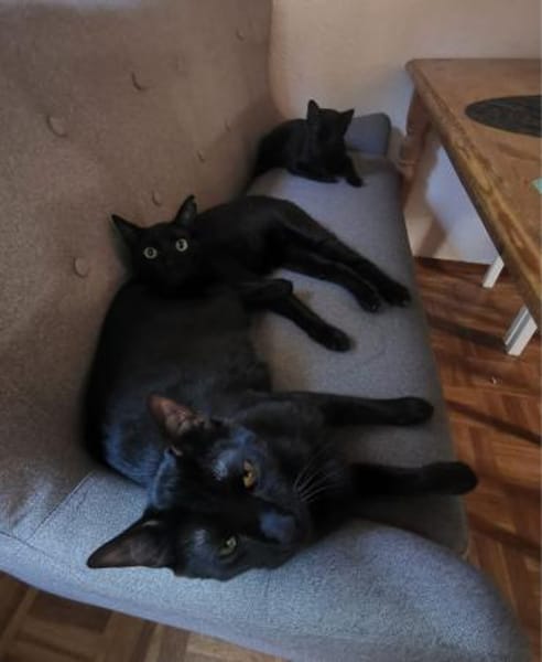 Matteo und Apollo aus dem Tierschutz