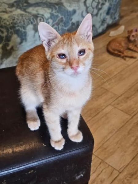 Zuckerschnute Cinnamone