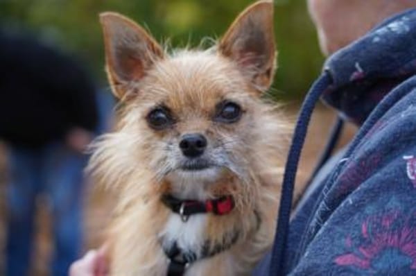 Frijolito sucht sein Zuhause