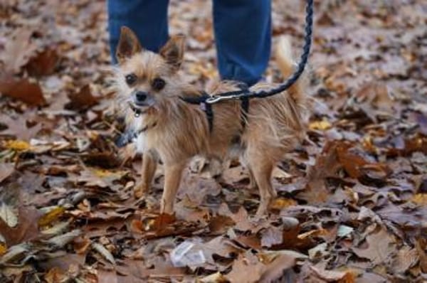 Frijolito sucht sein Zuhause